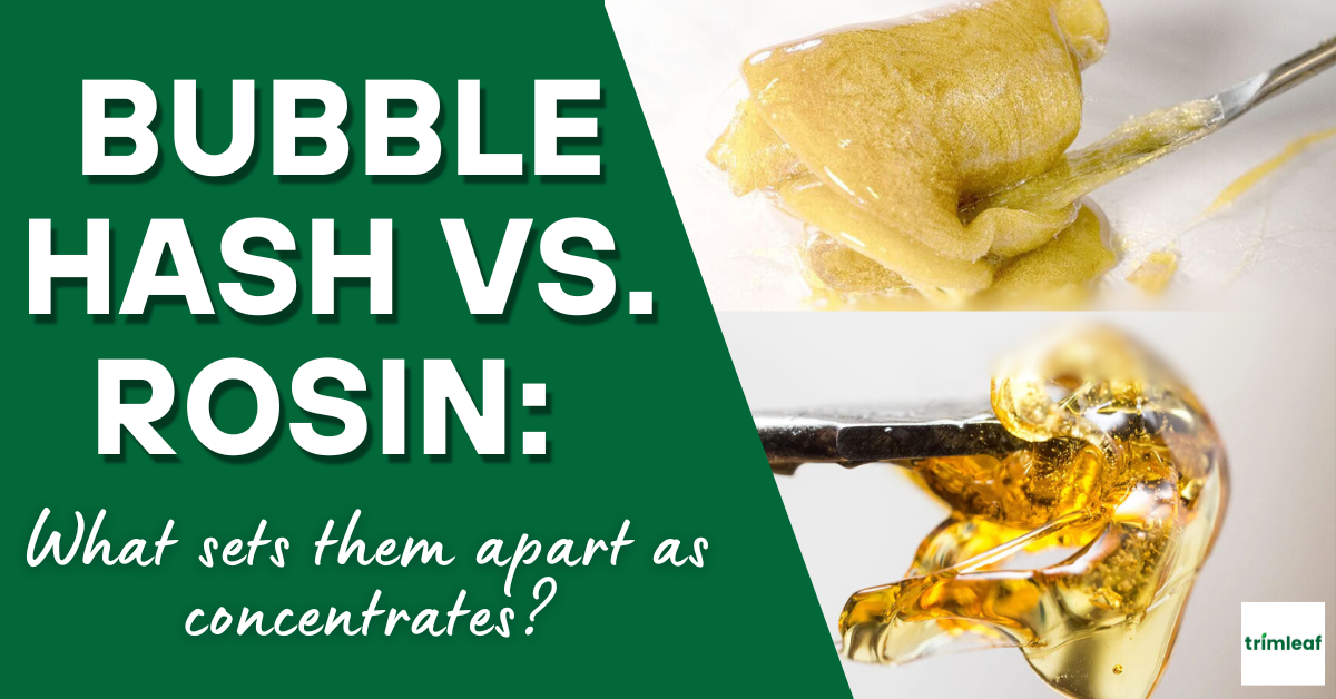 Bubble Hash vs. Rosin What sets them apart as concentrates
