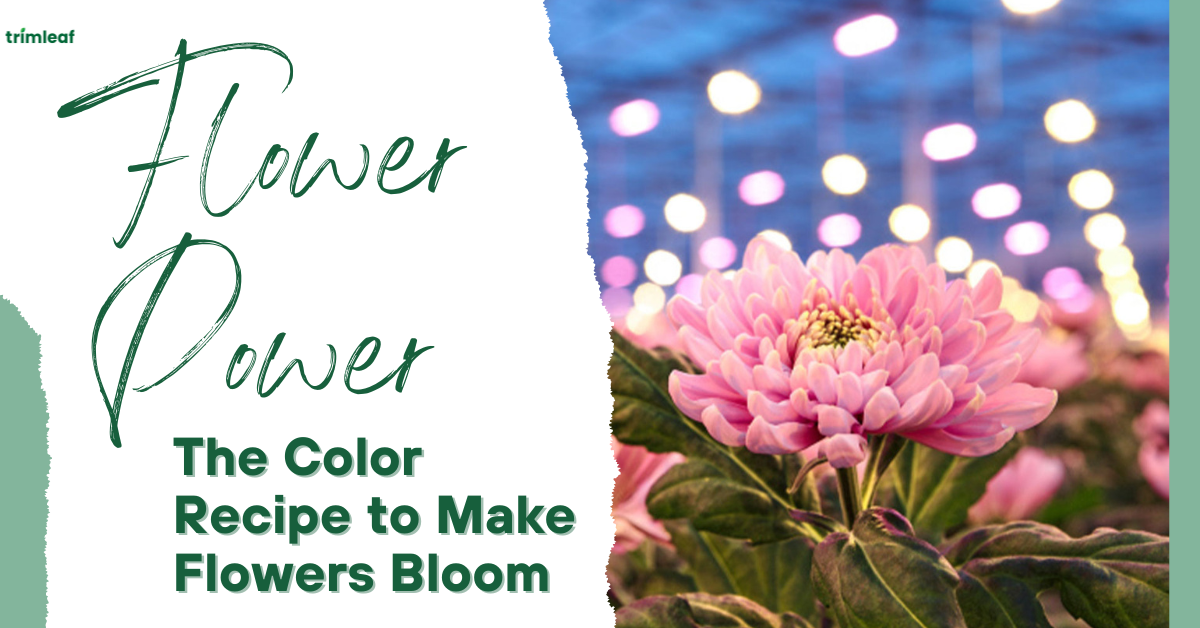 Flower Power The Color Recipe to Make Flowers Bloom