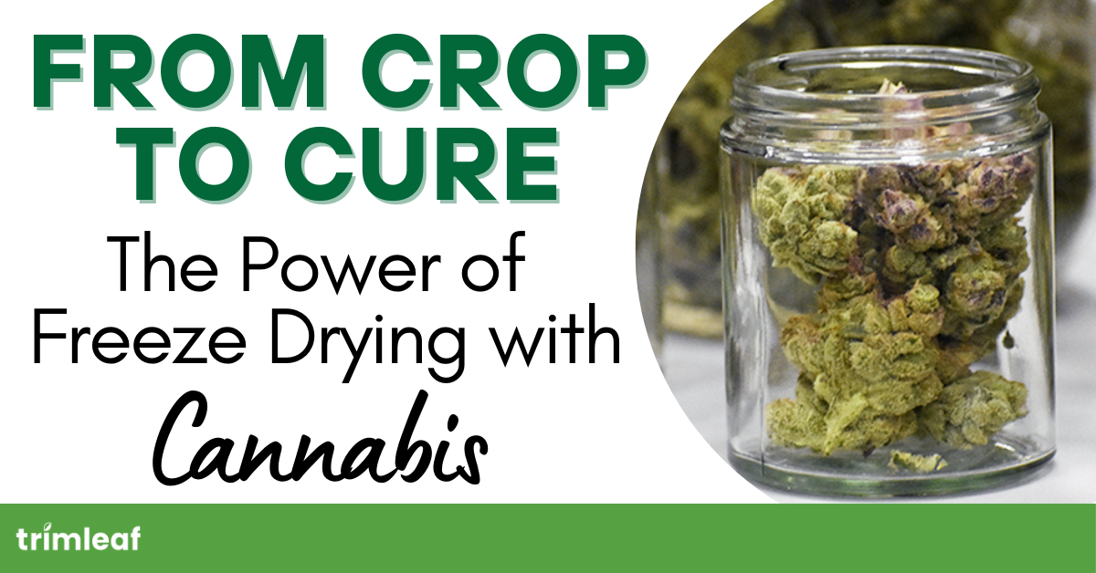 From Crop to Cure The Power of Freeze Drying with Cannabis